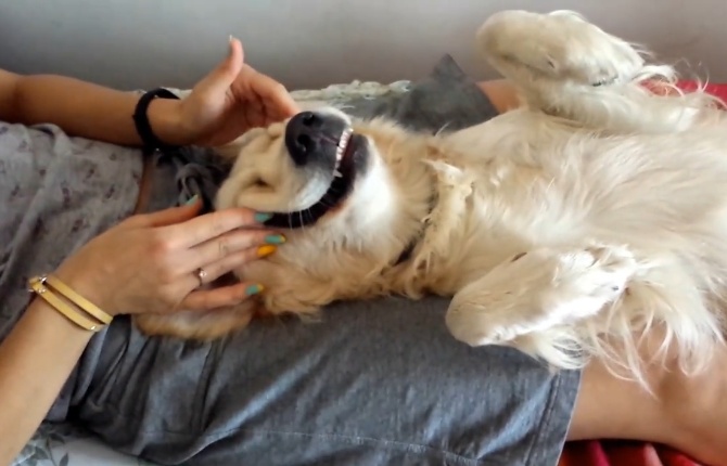 女主人给金毛做“马杀鸡”,看到金毛的表情,网友们笑翻了|金毛|女主人