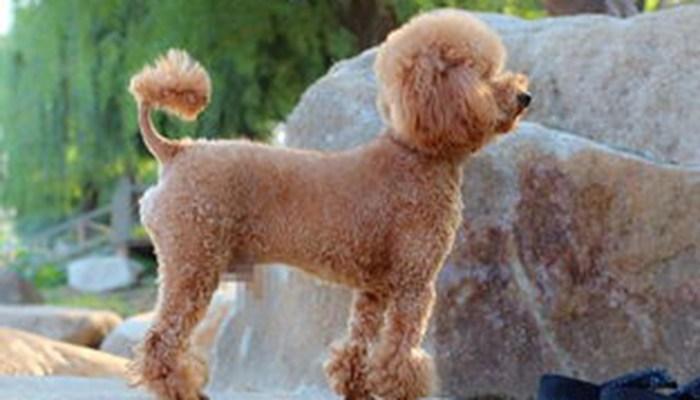 为什么有人养的泰迪尾巴那么短, 真相太残忍了!