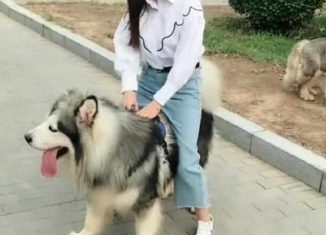 美女骑阿拉斯加去逛街,阿拉斯加差点吐血,网友:放开那