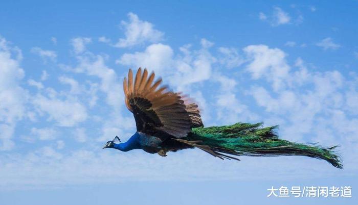 "凤凰"或许真的存在, 盘点神话里的凤凰都有哪些"真身"?