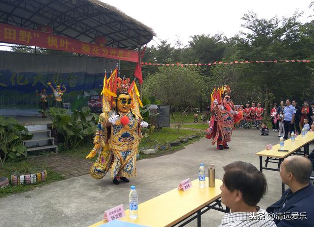 离广州那么近,佛冈这片6万棵枫树枫叶要红了!
