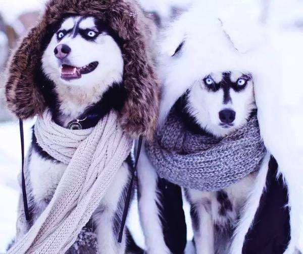 二哈冬天怕不怕冷?看到拉雪橇的二哈,再看这只怕是个假狗吧?