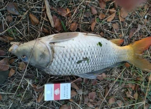 使用腥味饵料的一些小细节,钓鱼时"对症下药"才能轻松钓大鱼