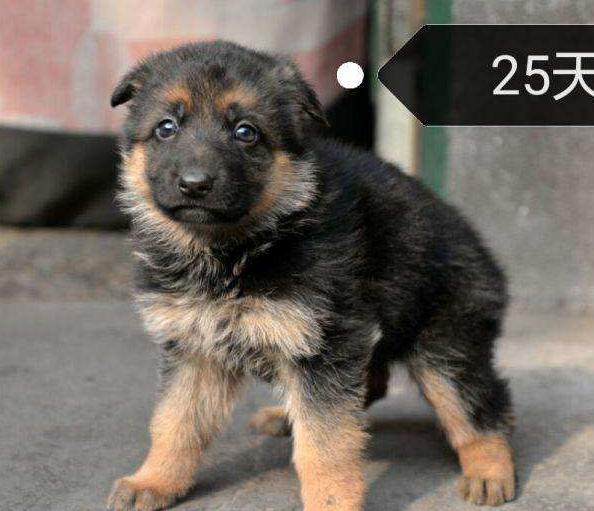 德牧幼犬如何挑选教你4个小方法
