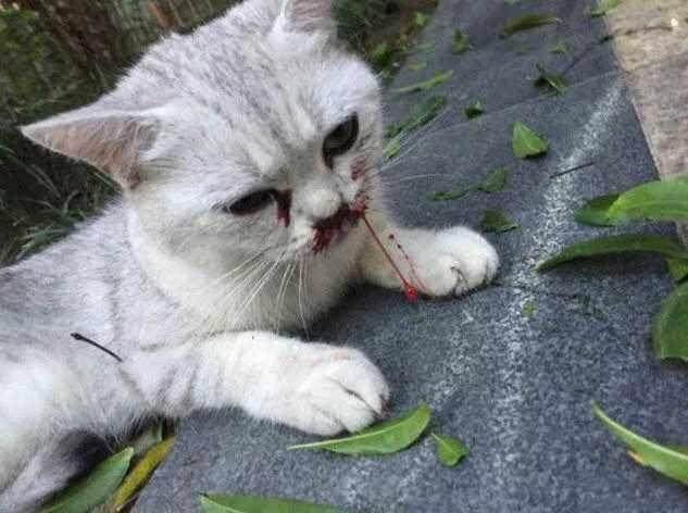 猫咪从高楼上摔下来,七窍流血不让人靠近,看到主人来后晕倒了!