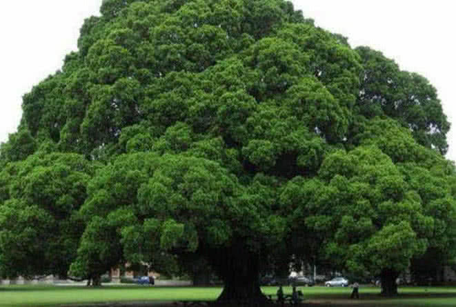 心理学:3棵树,哪颗最茂盛?测出你五年后的社会地位!