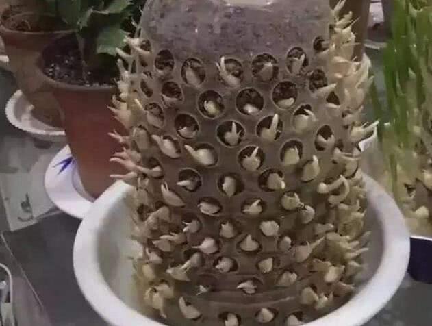 农民在城市里种大蒜,没有菜园怎么办呢?其实方