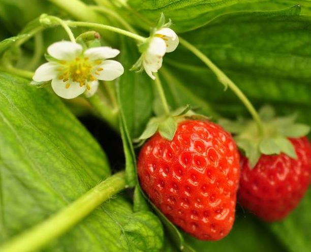 草莓农药喷洒太多,不敢吃!如何才能得到无病毒的草莓母株?