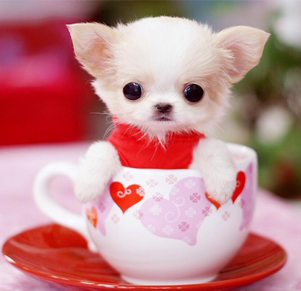 世界上最小的犬种吉娃娃体重1到3公斤，为啥会有更小的茶杯犬？