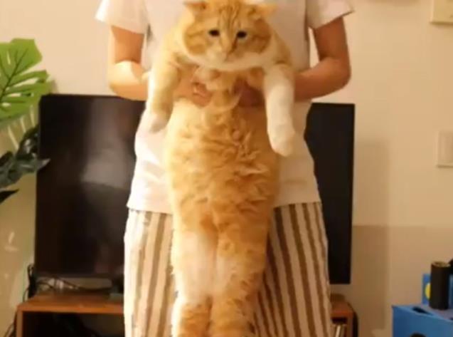 橘猫被主人抱起来量腰围,一脸囧样,喵:我不要面子的啊!