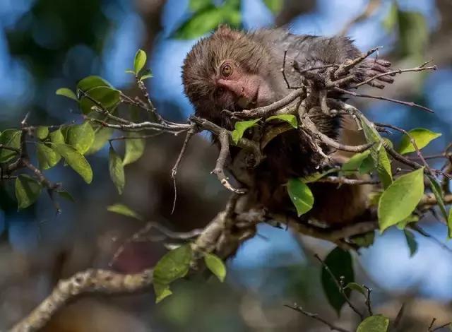 人猴同乐:温暖天堂,海南南湾猴岛!