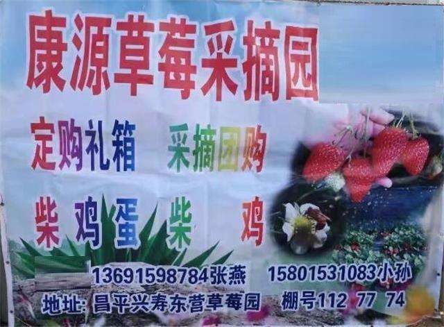 冬天最美好的事情，就是到北京昌平康源草莓采摘园摘红彤彤的草莓