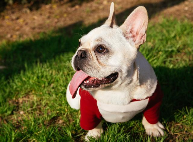 权威!专家三点解析--法国斗牛犬和美国恶霸犬的种种