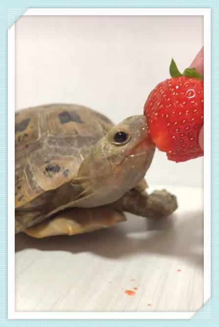 主人喂乌龟喂草莓,它张嘴就是一大口,下一秒反应让网友都懵逼了