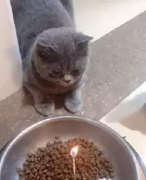 主人用猫粮代替蛋糕给猫咪过生日,猫咪:唉,这生日太落魄了!