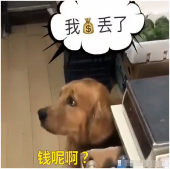 主人让金毛购物,路上钱丢了也不知,到了商店狗狗的反应萌到众人