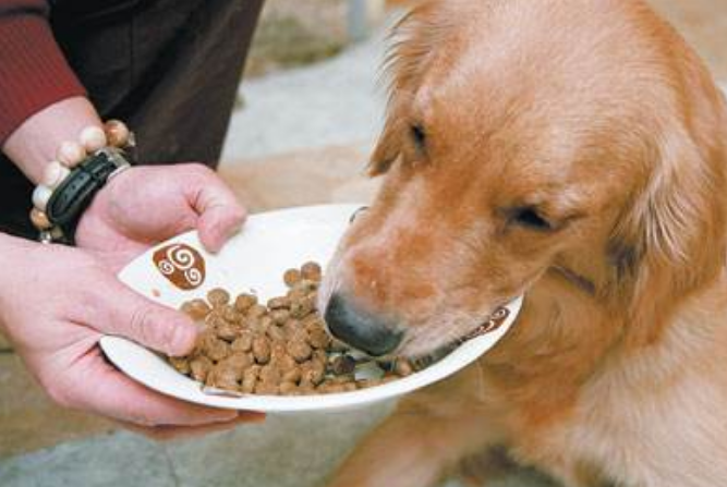 狗狗吃狗粮的时候为什么喜欢往外吐几颗?是生病的表现