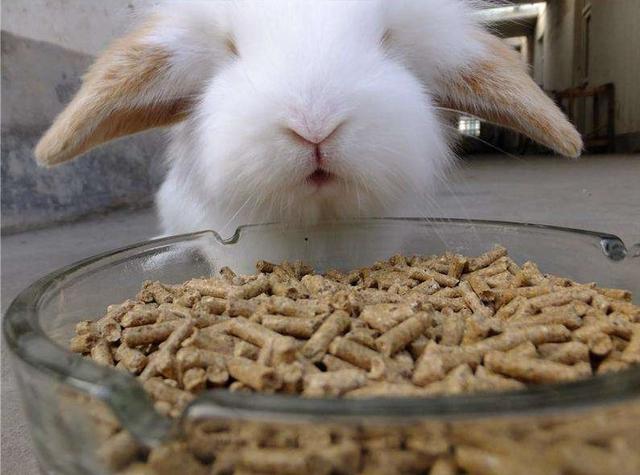 兔子最喜爱的食物排行,你家兔子爱吃什么