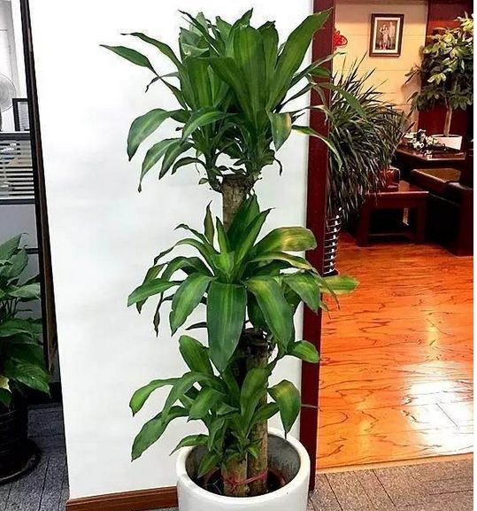 最适合在客厅摆放的几种植物盆栽美观好养净化空气人财两旺