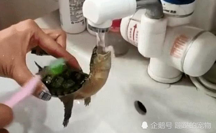女子在给乌龟洗澡,它却想方设法地喝水,