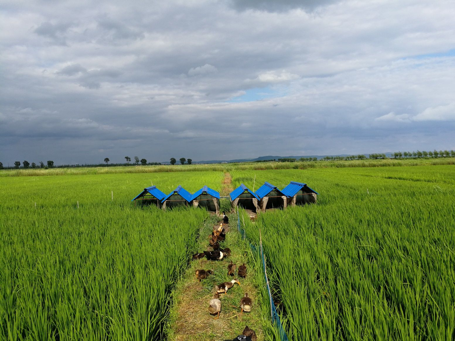 热烈祝贺宁安市米昶农副产品贸易有限公司入选
