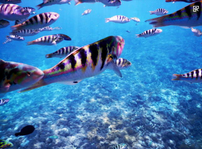 泰国人评价3国游客:韩国贪,日本素质高,中国