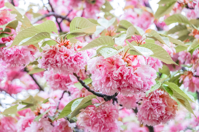 賞花 賞味 賞古建 | 鹽城大洋灣是我五一假期最想去度假的地方