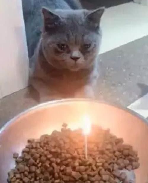 主人用猫粮代替蛋糕给猫咪过生日,猫咪:唉,这生日太落魄了!