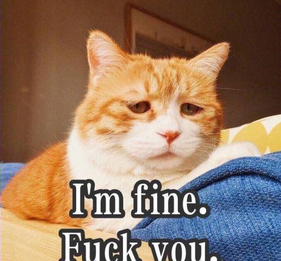 2018年网红宠物表情包,你的聊天记录里面肯定都有