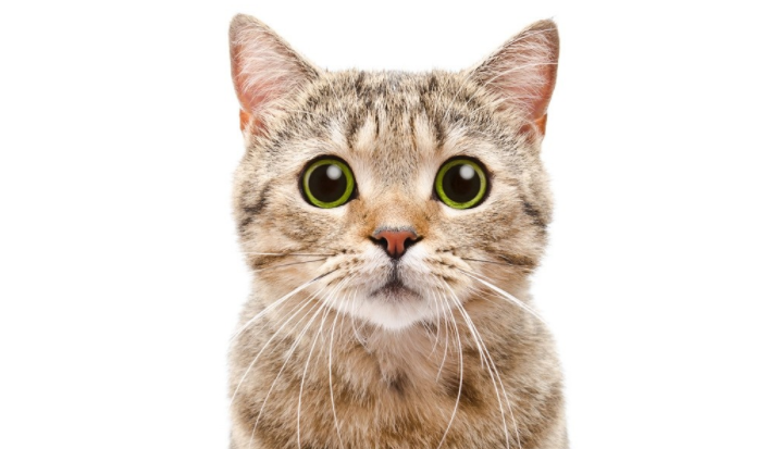 俗语男不招猫,女不逗狗,为什么会这么说,有道