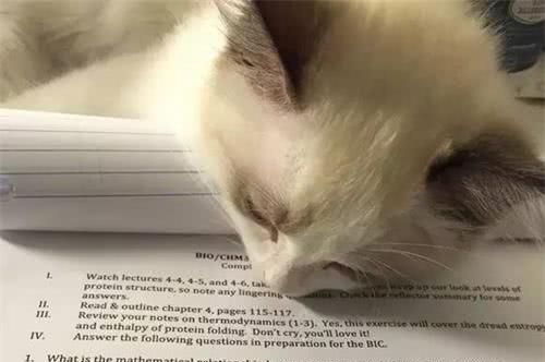 猫咪趴在主人的作业上,表情很是痛苦,网友:那是我的
