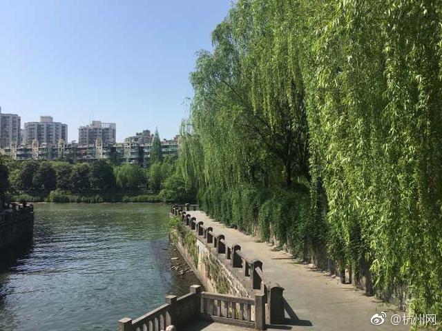 荷花叶有什么功效和作用