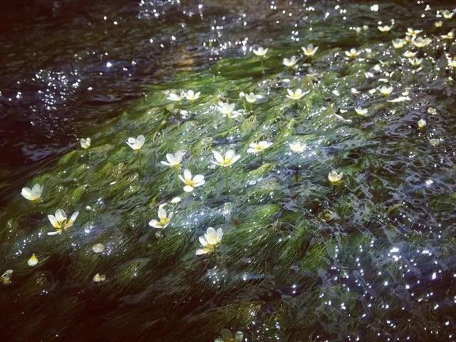 水性杨花的泸沽湖到底有多美?