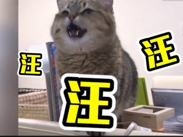 猫咪看电视忽然坏掉,叫声让网友笑喷!网友:一起学猫叫,汪汪汪