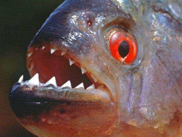 食人鱼的牙齿可以咬断铁丝,原来电视里都是真的