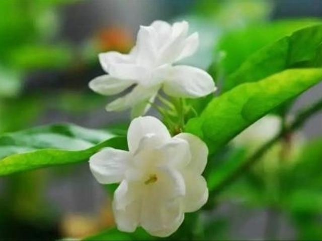 茉莉花只长枝条不开花是什么原因?该如何解决