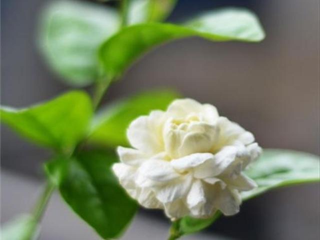 茉莉花只长枝条不开花是什么原因?该如何解决