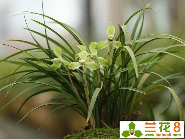 给兰花老球茎的催芽的方法