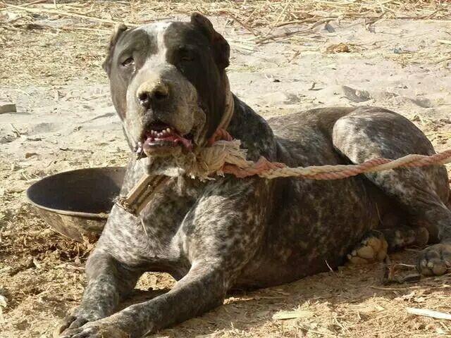 终极杀戮机器库达犬,猛犬中的战斗犬!