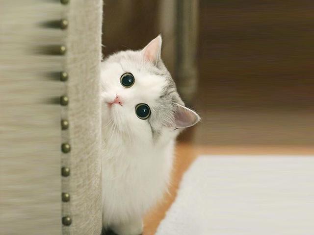 猫猫不只软萌可爱,养猫还有这些好处!