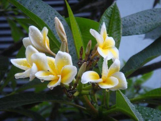 在养殖山姜花时，注意哪些养护方法，可以让它生长的更旺盛呢