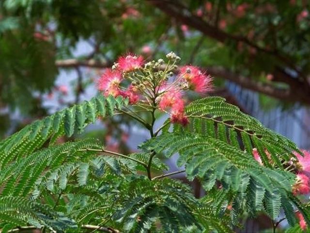 芙蓉树该如何进行盆栽养殖?芙蓉树的养殖方法