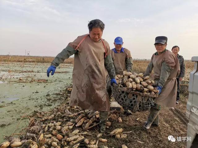 河南镇平中原荷花博览园8000亩莲藕喜获丰收