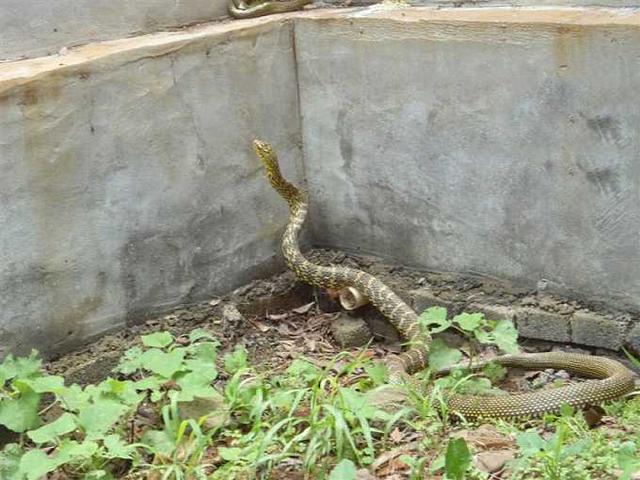 王锦蛇，也叫黄蟒蛇菜花蛇等，是一种体型比较大的无毒蛇!