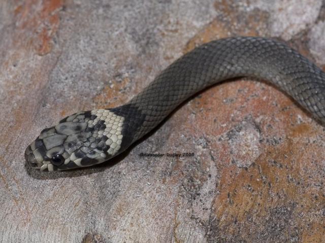 介绍三种蛇:盔头蛇一种毒蛇,滑鼠蛇体长无毒和无毒的灰鼠蛇!