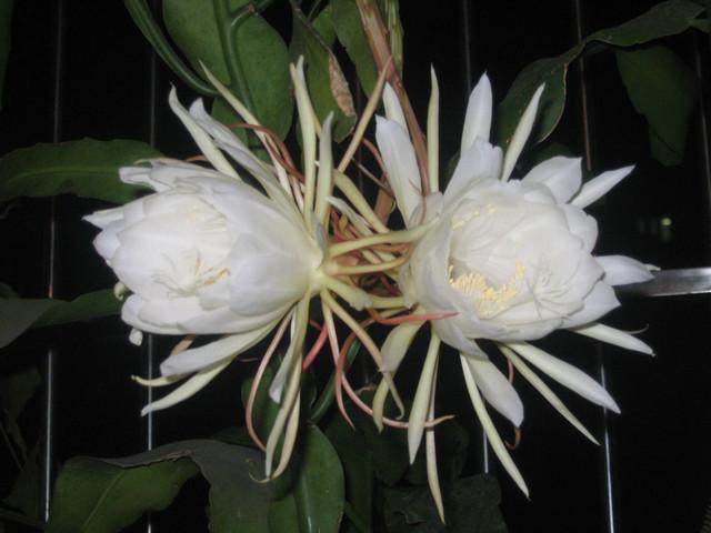 昙花为什么只在晚上开,而且又是“昙花一现”呢?原因是这样的