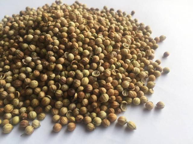 冬天养长寿花,掌握一招,逢年过节开满枝,叶绿花繁美极了