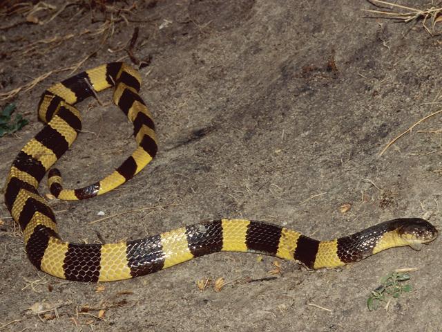 中国十大毒蛇之一的金环蛇,金色的条纹是不是看上去很