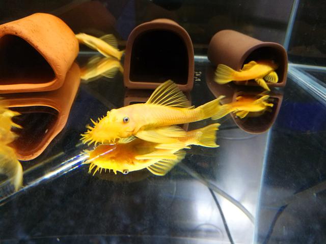 小型热带观赏鱼之-黄金胡子(小鱼缸里的常客)
