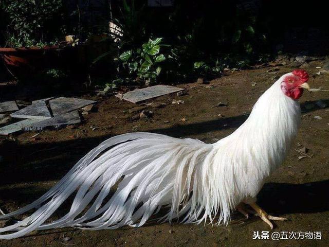 全球八大观赏鸡品种!,难得的心声
